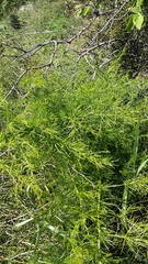Asparagus verticillatus