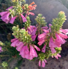 Erica abietina constantiana