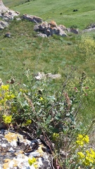 Scrophularia rupestris