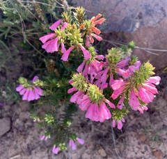 Erica abietina constantiana