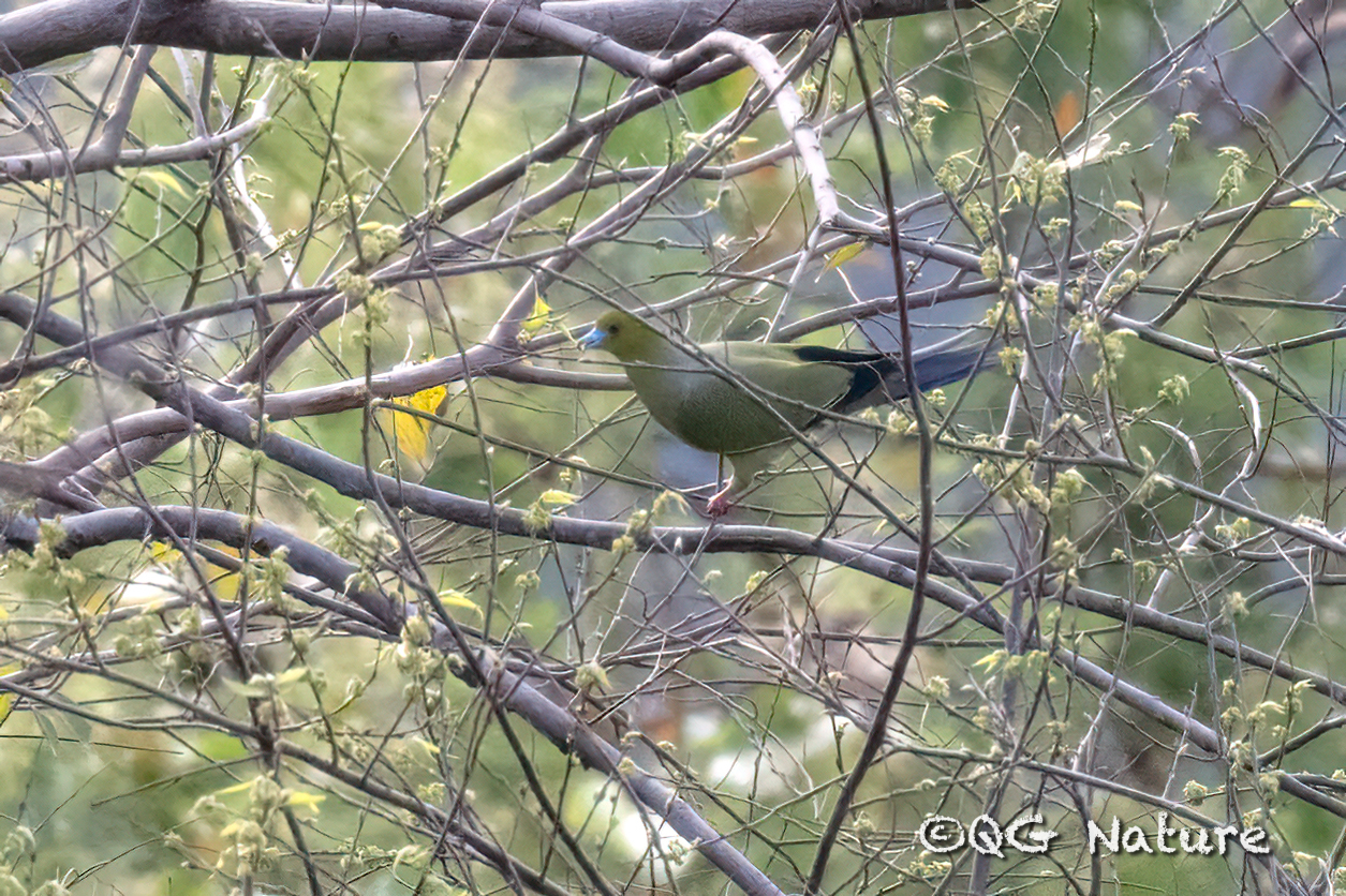 Pin-tailed Green Pigeon