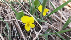 Viola uniflora