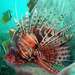 African Lionfish - Photo (c) Ewout Knoester, some rights reserved (CC BY-NC), uploaded by Ewout Knoester