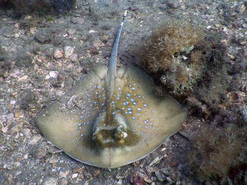 Indian Ocean maskray