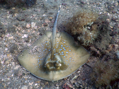 Indian Ocean Maskray photo 1