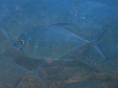 Atropus mentalis