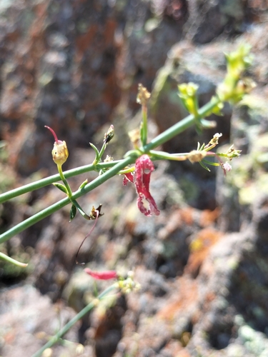 Image of Gambelia juncea by no rights reserved