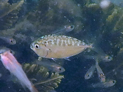 Leiognathidae