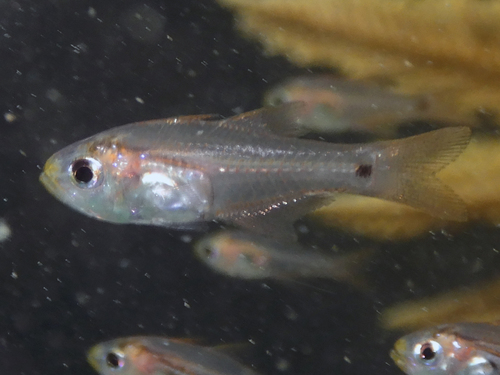 Zoramia fragilis