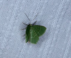 Idiochlora minuscula