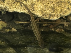 Lissotriton vulgaris