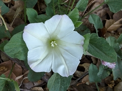 Calystegia subacaulis