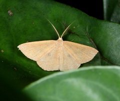 Perixera griseata