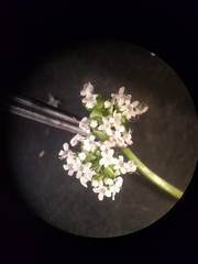 Valerianella umbilicata