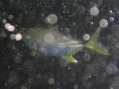 Caranx