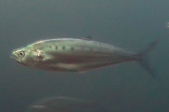 Scomberoides tol