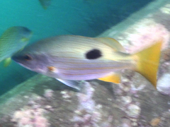 Lutjanus ehrenbergii