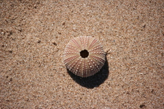 Echinidea