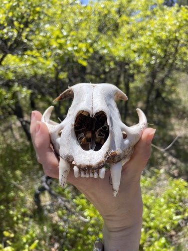 Mountain Lion photographed in Oregon