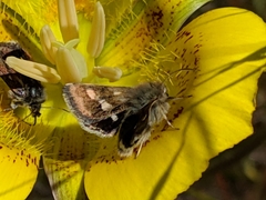 Heliothodes diminutiva