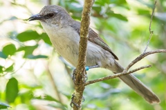 Mimus graysoni