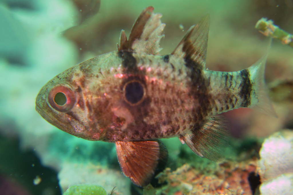 Pharaoh Cardinalfish