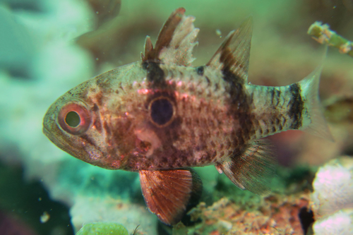 Pharaoh Cardinalfish