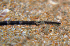 Syngnathinae