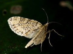 Sauris victoriae