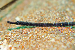 Syngnathinae