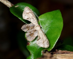 Phazaca leucocera
