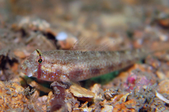 Gnatholepis cauerensis