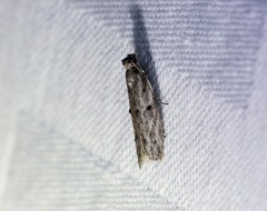 Copamyntis leptocosma