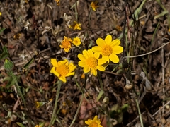 Eriophyllinae