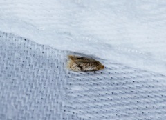 Nepticuloidea