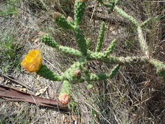 Opuntia pumila