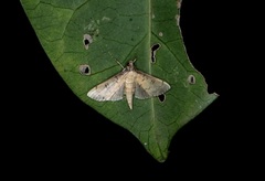 Nacoleia charesalis