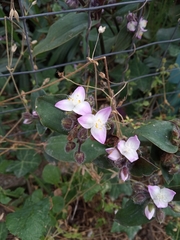 Tradescantia cerinthoides