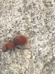 Sphaeropthalma unicolor