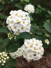 Spiraea nipponica