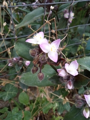 Tradescantia cerinthoides