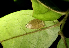 Scythropiodes