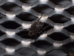 Araecerus