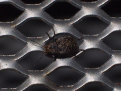 Araecerus