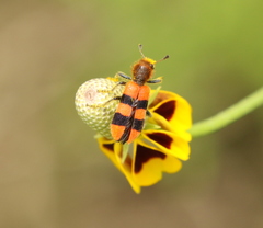 Trichodes bibalteatus