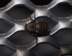 Araecerus