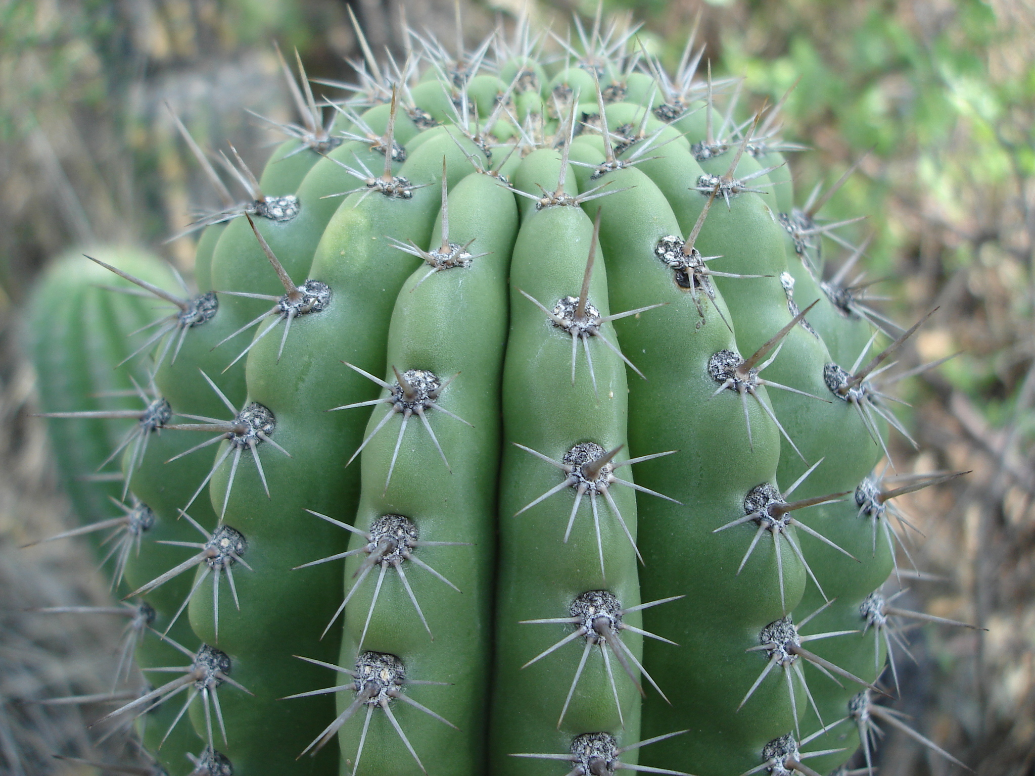 Stenocereus treleasei