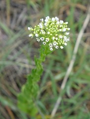 Thlaspi arvense