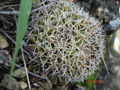 Mammillaria karwinskiana karwinskiana