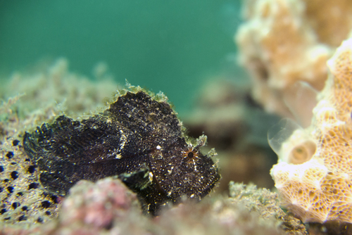 Leaf scorpionfish